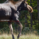 Illustration for article titled Can You Drive Under A Moose?
